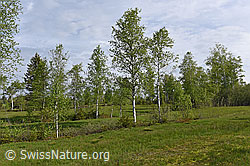 Foto: Moor-Birken (Betula pubescens)