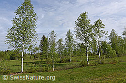 Foto: Moor-Birken (Betula pubescens)