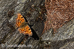 Foto: C-Falter (Polygonia c-album) auf Fels
