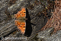 Foto: C-Falter (Polygonia c-album) auf Fels