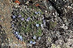 Foto: Himmelsherold (Eritrichium nanum)