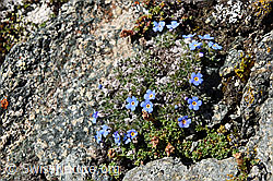 Foto: Himmelsherold (Eritrichium nanum)