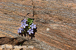 Foto: Glockenblume in Felsritze