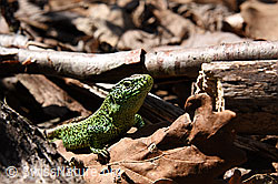 Foto: Zauneidechse (Lacerta agilis)