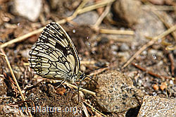 Schachbrett (Melanargia galathea) (F153516) Schachbrett (Melanargia galathea) (F153516)