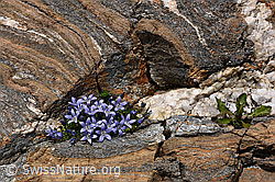 Foto: Mont Cenis-Glockenblumen in Felsnische