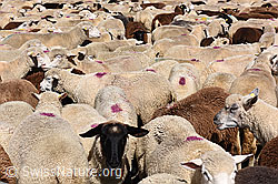 Foto: Schafherde in Gehege