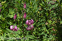 Blüten des Türkenbund (Lilium martagon) (F159148)