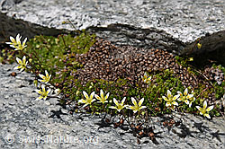 Foto: Moosartiger Steinbrech (Saxifraga bryoides)