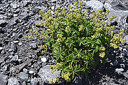 Foto: Glänzender Silbermantel (Alchemilla nitida)