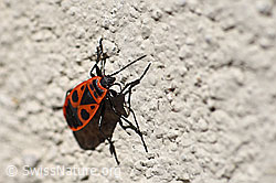 Gemeine Feuerwanze (Pyrrhocoris apterus) (F161571)