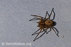 Vierfleck-Zartspinne (Anyphaena accentuata) (F164253) Vierfleck-Zartspinne (Anyphaena accentuata) (F164253)