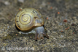 Kleine Glanzschnecke (Aegopinella pura) (F164446) Kleine Glanzschnecke (Aegopinella pura) (F164446)