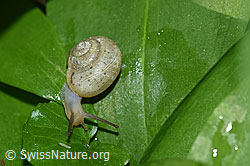 Kleine Glanzschnecke (Aegopinella pura) (F164448) Kleine Glanzschnecke (Aegopinella pura) (F164448)