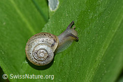 Kleine Glanzschnecke (Aegopinella pura) (F164450) Kleine Glanzschnecke (Aegopinella pura) (F164450)