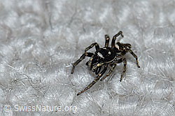 Zerbraspringspinne, Männchen (F164461) Zerbraspringspinne, Männchen (F164461)