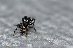 Zerbraspringspinne, Männchen (F164466) Zerbraspringspinne, Männchen (F164466)