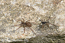 Wolfspinne Pardosa lugubris, Weibchen und Männchen. (F164672)