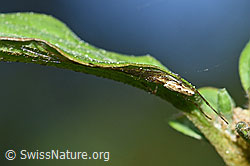 Foto: Bergstreckerspinne (Tetragnatha montana) an Blatt