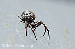 Spaltenkreuzspinne (Nuctenea umbratica) (F164780)