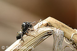 Heliophanus cupreus (Springspinne) auf Grashalm (F164910) Heliophanus cupreus (Springspinne) auf Grashalm (F164910)