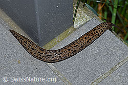 Grosser Schnegel (Limax maximus) (F165000) Grosser Schnegel (Limax maximus) (F165000)