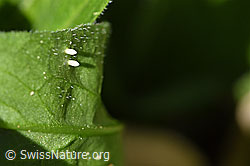 Zwei Eier eines Schmetterlings (Rapsweissling, Pieris napi) (F165015) Zwei Eier eines Schmetterlings (Rapsweissling, Pieris napi) (F165015)