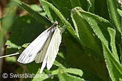 Schmetterling (Rapsweissling) während Eiablage (F165019) Schmetterling (Rapsweissling) während Eiablage (F165019)