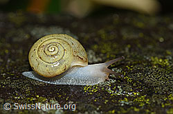 Kleine Glanzschnecke (Aegopinella pura) (F165177) Kleine Glanzschnecke (Aegopinella pura) (F165177)