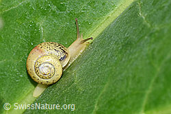 Kleine Glanzschnecke (Aegopinella pura) (F165187)