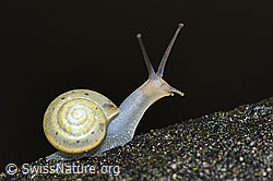 Kleine Glanzschnecke (Aegopinella pura) (F165265) Kleine Glanzschnecke (Aegopinella pura) (F165265)