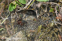 Labyrinthspinne (Agelena labyrinthica), vor dem Trichter sitzend (F165324) Labyrinthspinne (Agelena labyrinthica), vor dem Trichter sitzend (F165324)