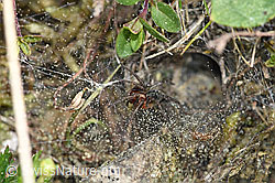 F165343: Labyrinthspinne (Agelena labyrinthica)