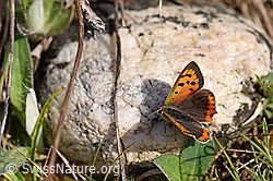 Foto: Kleiner Feuerfalter (Lycaena phlaeas)