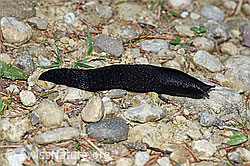 Schwarzer Schnegel (Limax cinereoniger) (08.05.2020, F165357)