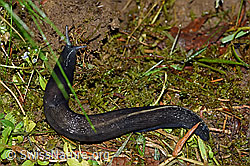 Foto: Schwarzer Schnegel (Limax cinereoniger)