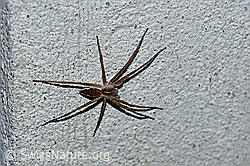 Listspinne (Pisaura mirabilis) (F165486) Listspinne (Pisaura mirabilis) (F165486)