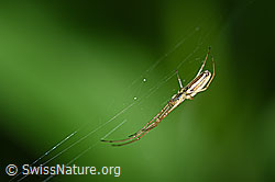 Foto: Bergstreckerspinne (Tetragnatha montana) im Netz