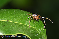 Xysticus audax (Krabbenspinne) (F165837)