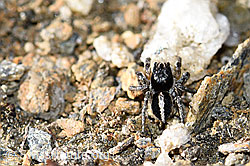 V-Fleck-Springspinne (Aelurillus v-insignitus) (F165902) V-Fleck-Springspinne (Aelurillus v-insignitus) (F165902)