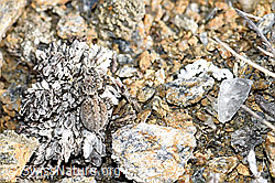 V-Fleck-Springspinne (Aelurillus v-insignitus) (F165910) V-Fleck-Springspinne (Aelurillus v-insignitus) (F165910)
