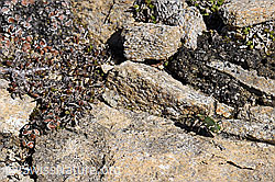 Foto: Gallischer Sandlaufkäfer
