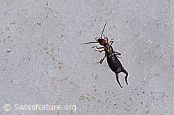 Foto: Zweipunkt-Ohrwurm (Anechura bipunctata)
