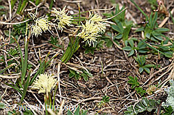 Foto: Frühlings-Segge (Carex caryophyllea)