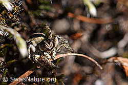 F166288: V-Fleck-Springspinne, Männchen (Aelurillus v-insignitus)