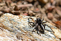 F166296: V-Fleck-Springspinne (Aelurillus v-insignitus), Männchen