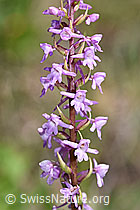 Foto: Langspornige Handwurz (Gymnadenia conopsea)