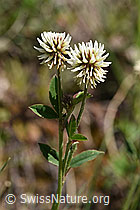 Foto: Berg-Klee (Trifolium montanum)
