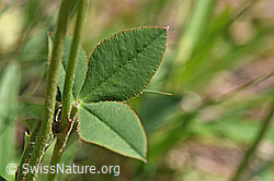 Foto: Berg-Klee (Trifolium montanum)