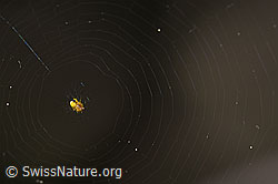 Sehr kleine Spinne im Netz (F166330)